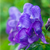 Аконитум (Aconitum)