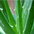 Алоэ сокотрина (Aloe socotrina)