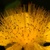 Гиперикум перфоратум (Hypericum perforatum)