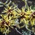 Гамамелис (Hamamelis virginica)