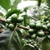 Коффея арабика (Coffea arabica)