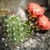 Кактус грандифлорус (Cactus grandiflorus)