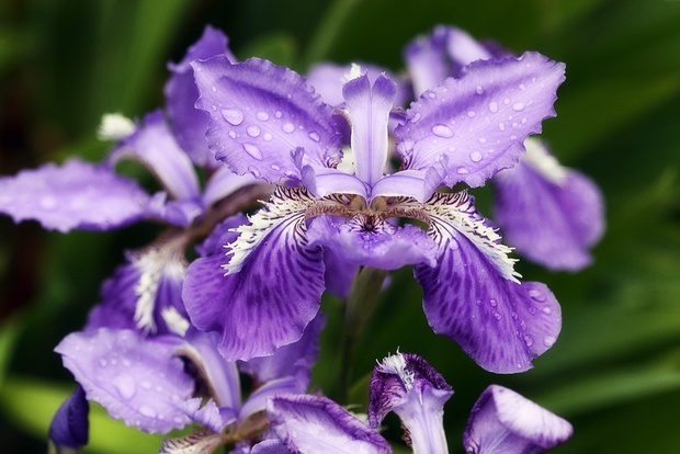 Гомеопатия Ирис версиколор (Iris versicolor): показания к применению