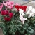 Цикламен эуропеум (Cyclamen europaeum)